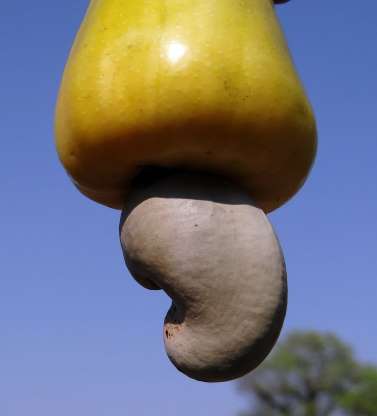 coxlari-bu-cerez-novunu-ancaq-xoncalarda-gorub
