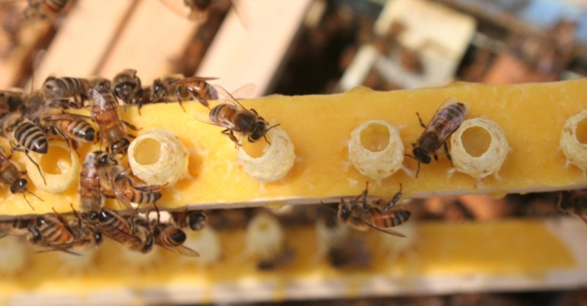 immuniteti-yukselden-ari-sudu-nedir