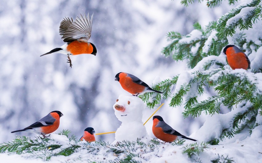 dekabrin-4-ne-olan-hava-haqda