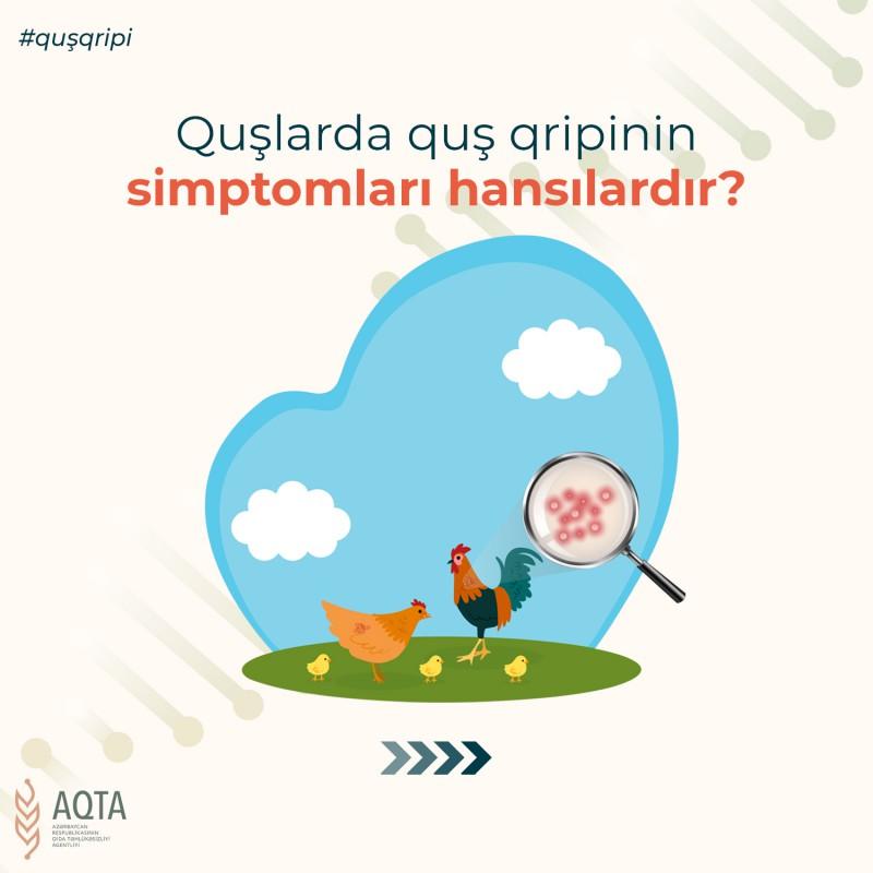 qus-qripi-ile-bagli-bunlari-hami-bilmelidir