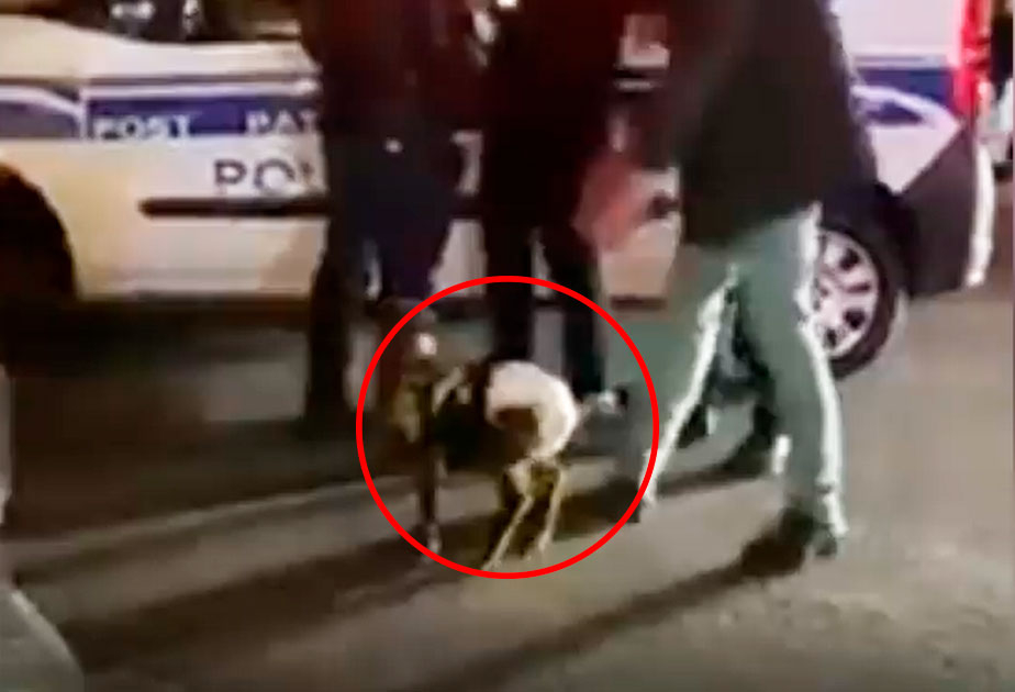 bakinin-merkezinde-pampers-geyindirilen-quzunun-sahibi-ile-bagli