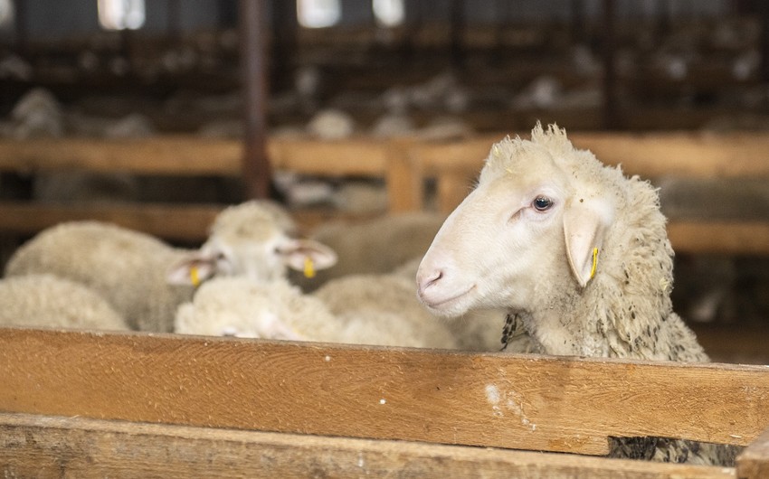 qurbanliq-qoyun-almaq-ucun-sayt-acilir