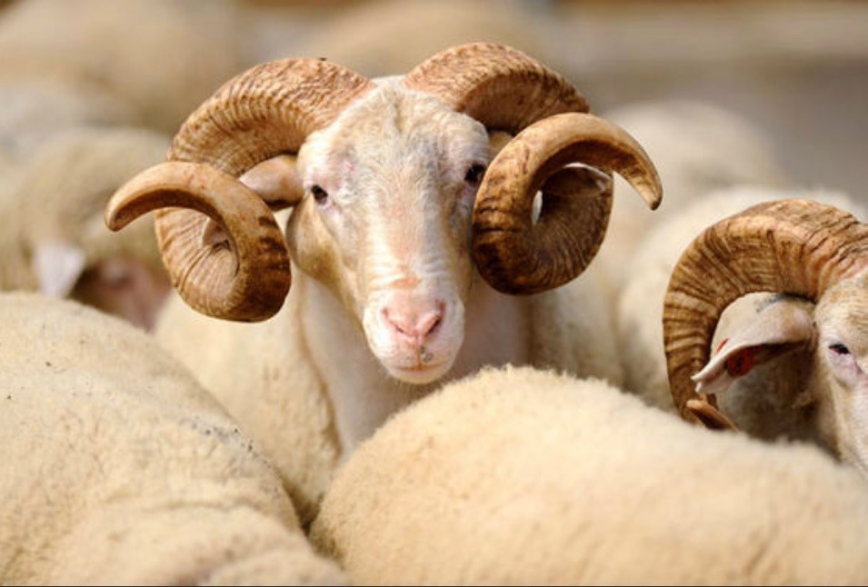 bu-gun-azerbaycanda-qurban-bayramidir