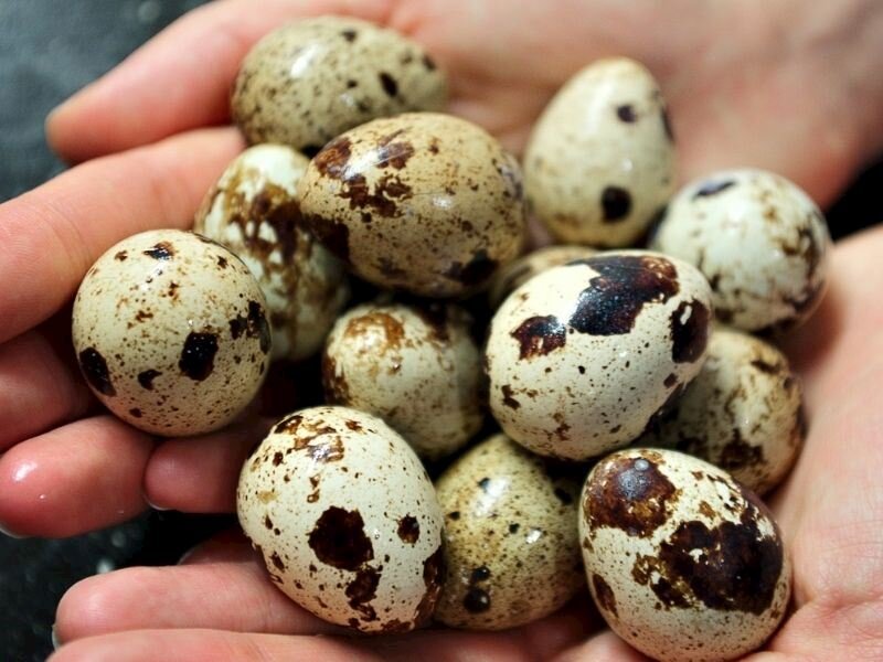 yaponiyada-usaqlari-atom-bombasinin-tesirinden-qoruyan