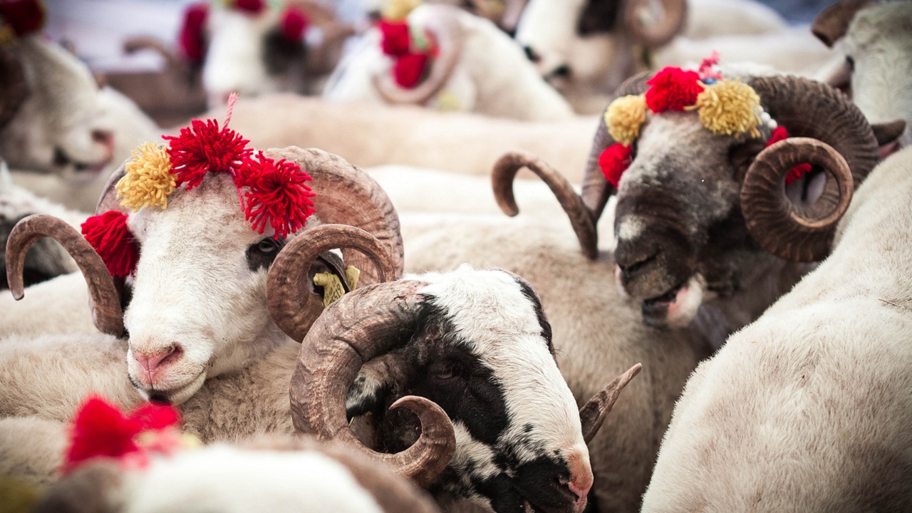 qurban-bayraminda-nece-gun-is-olmayacaq-1