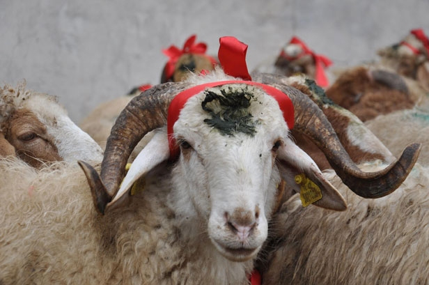 qurbanliq-heyvan-kesimi-ve-satisi-yerleri