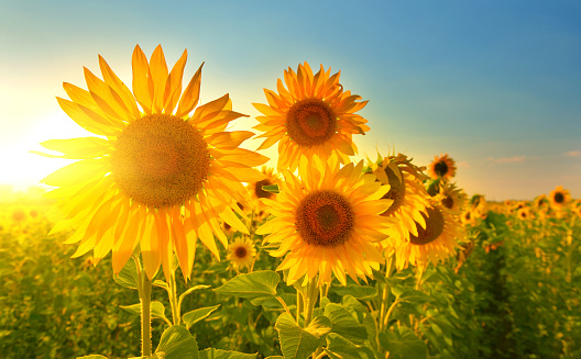 bu-gune-plani-olanlar-ucun-hava-proqnozu