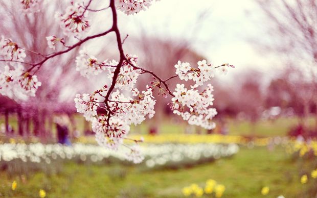 novruz-bayrami-gunu-hava-nece-olacaq-1