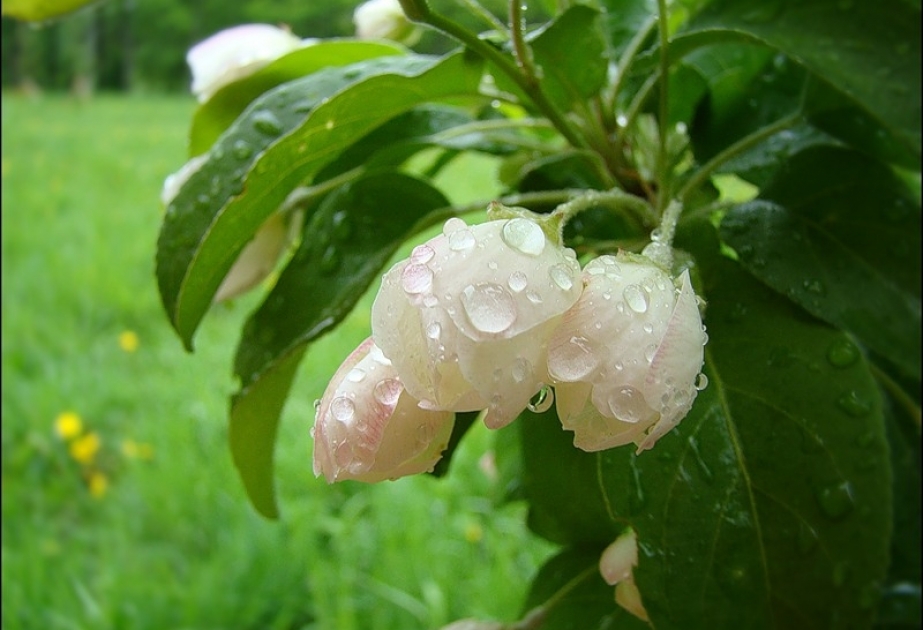 aprelin-15-ne-olan-hava-haqda-1-2