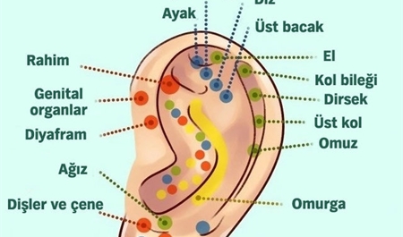 qulagimizdaki-hansi-bolge-ne-ise-yarayir