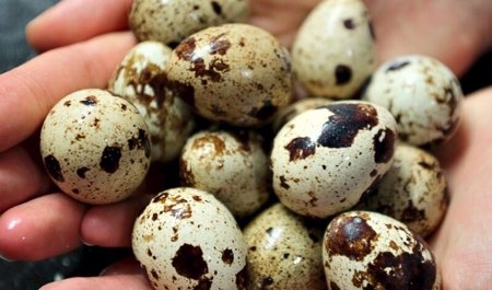 yaponiyada-usaqlari-atom-bombasinin-tesirinden-qoruyan