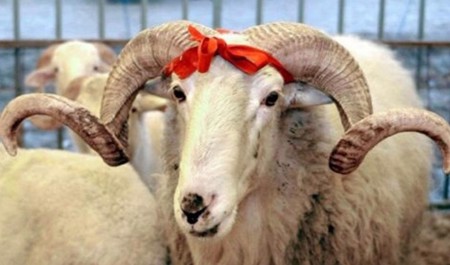 qurban-bayrami-ile-elaqeder-yarmarka-kecirilecek