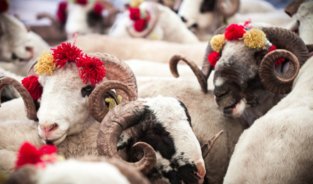 qurban-bayraminda-nece-gun-is-olmayacaq-1