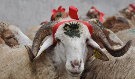 qurbanliq-heyvan-kesimi-ve-satisi-yerleri