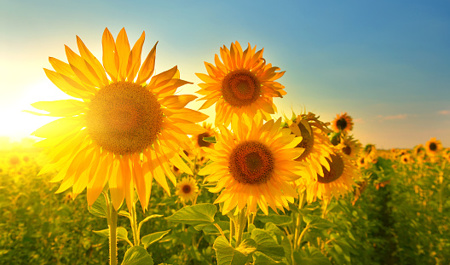 bu-gune-plani-olanlar-ucun-hava-proqnozu