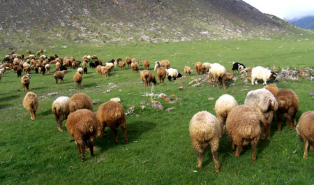 qurban-bayraminda-hava-nece-olacaq